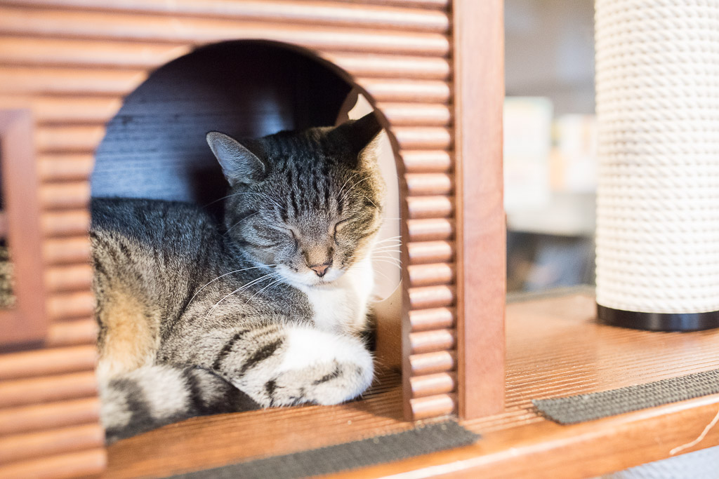 猫カフェ・きゃりこのキャットタワーで寝てる猫