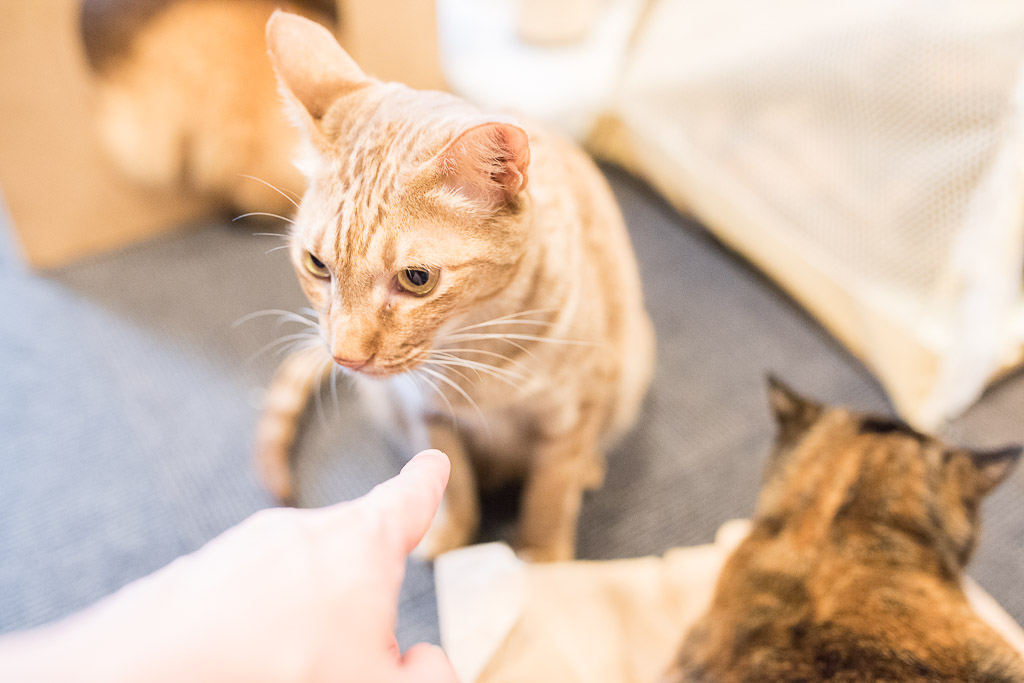 猫カフェ・きゃりこで僕の指の匂いを嗅ぐ猫