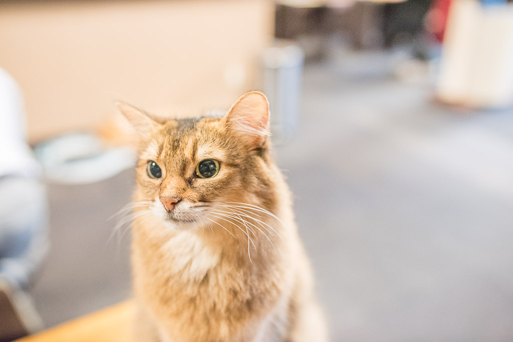 猫カフェ・きゃりこでおやつに目を輝かせる猫