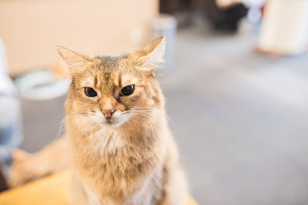 猫カフェ・きゃりこでカメラ目線をする猫