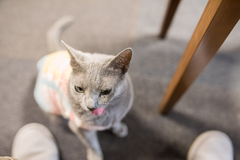 猫カフェ・きゃりこで舌なめずりする猫