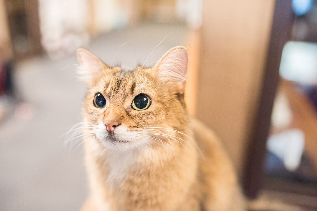 猫カフェ・きゃりこにいる猫