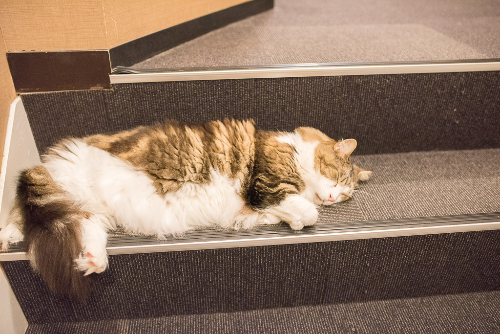 猫カフェ・きゃりこの階段で寝てるねこ