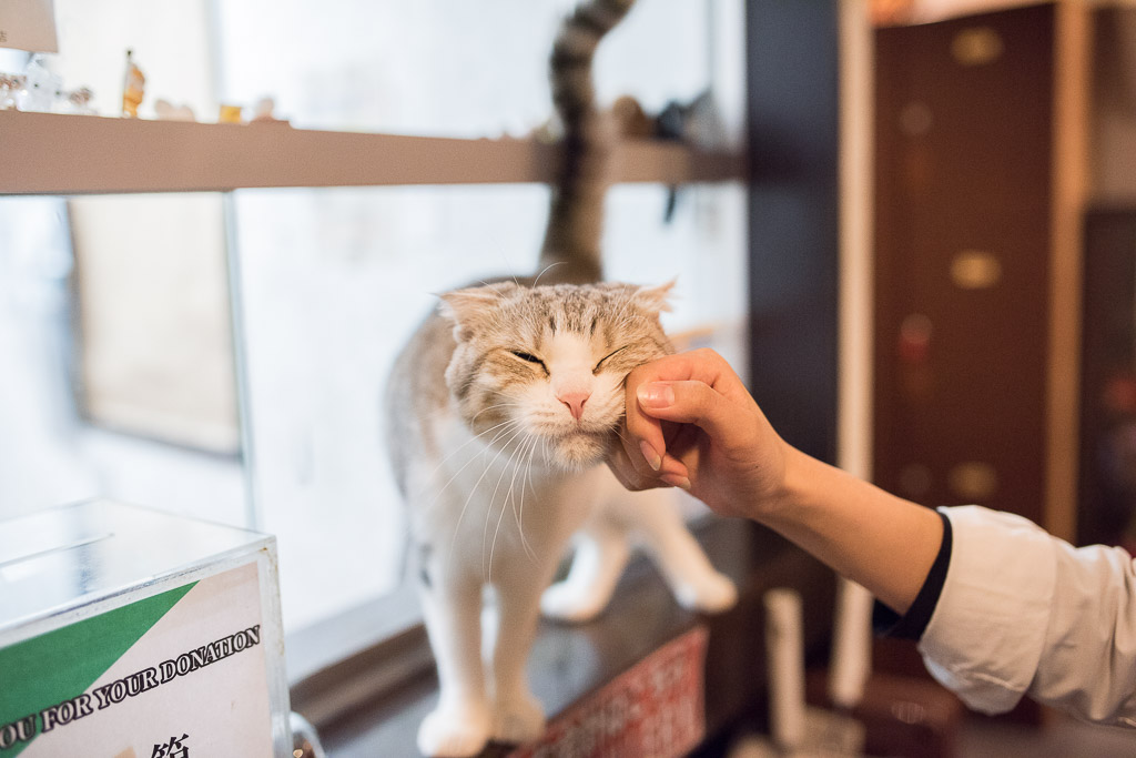 猫カフェ・きゃりこの店員さんに撫でられる猫