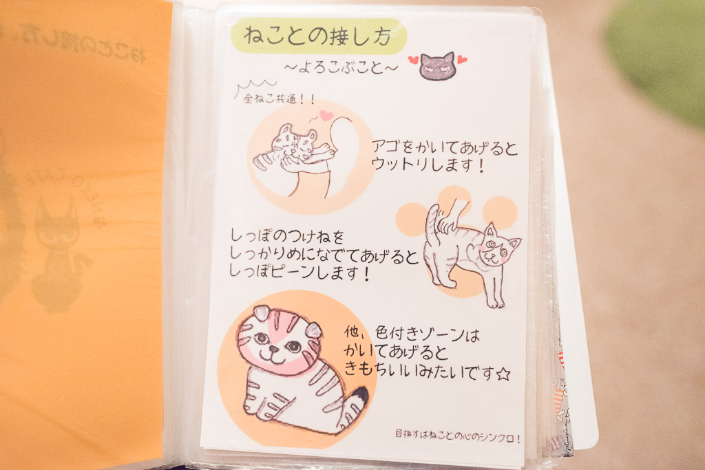 猫との接し方マニュアル