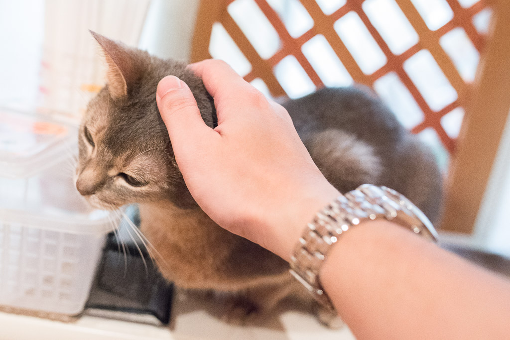 猫カフェ・ジャララで猫の頭を撫でる