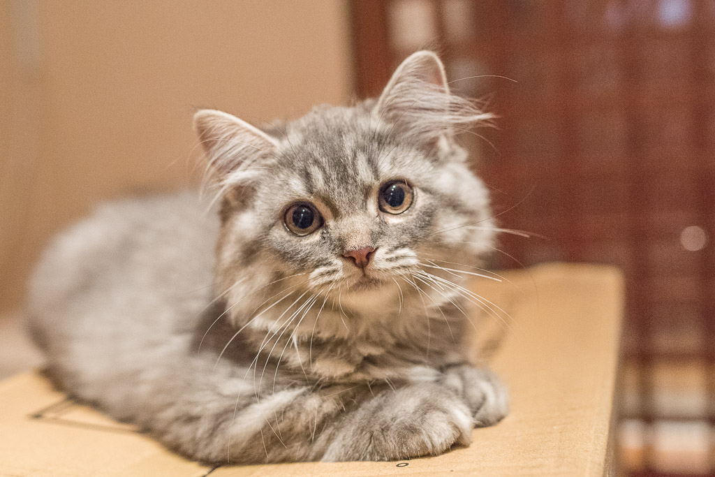 猫カフェ・ジャララの子ネコ