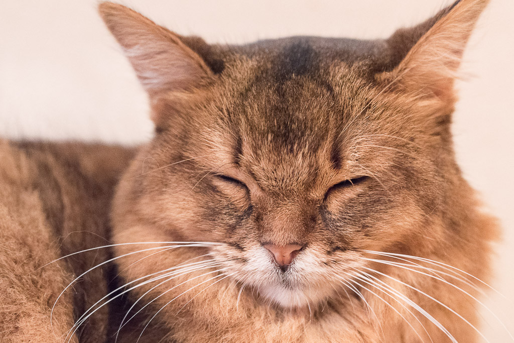 猫カフェ・ジャララで寝ている猫