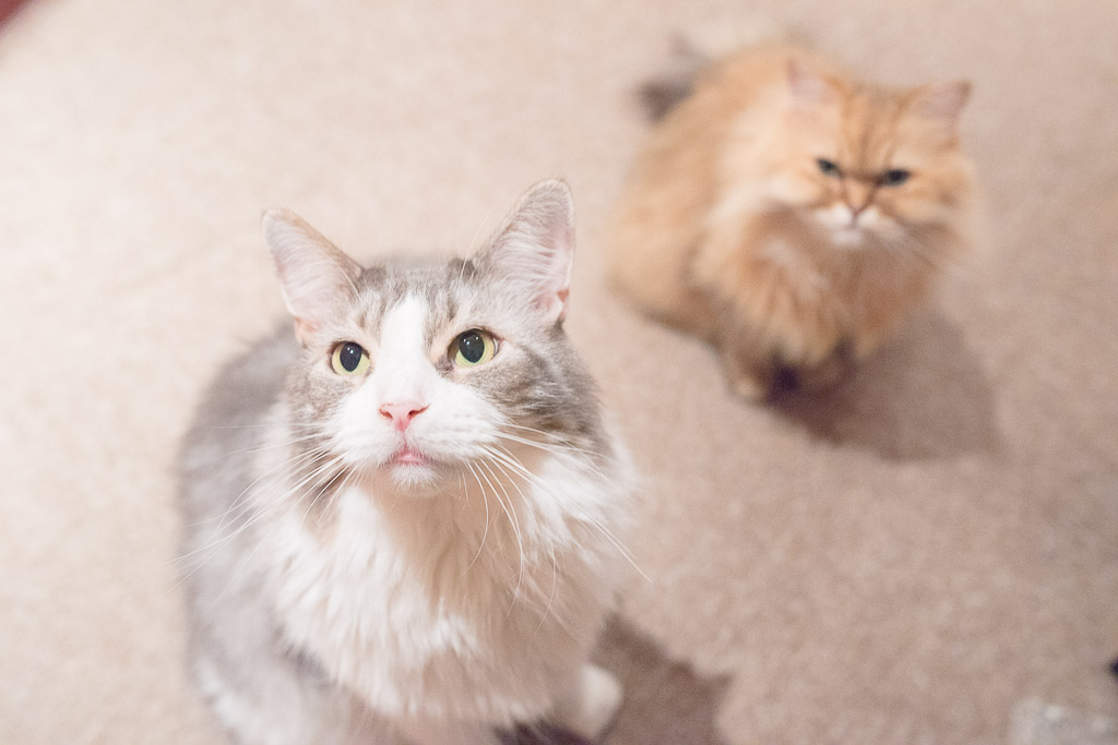 猫カフェ・ジャララでおやつを見つめる猫たち