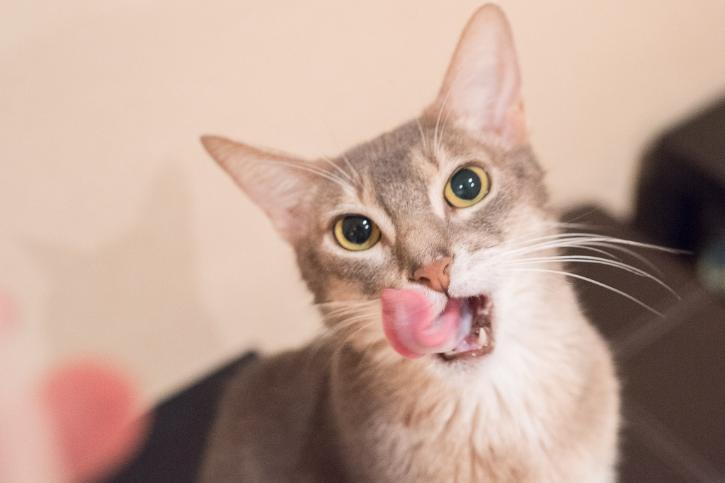 猫カフェ・ジャララのおやつを見て舌なめずりしてる猫