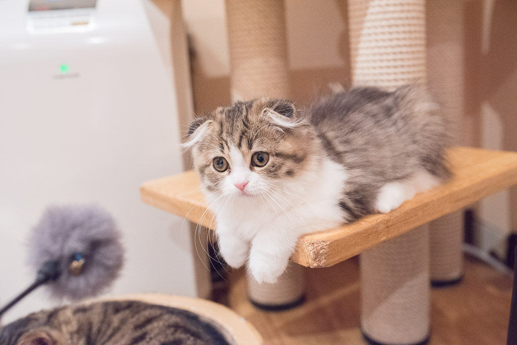 猫カフェ・ジャララの猫とねこじゃらしで遊ぶ