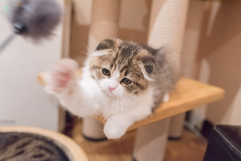 猫がねこじゃらしに猫パンチ