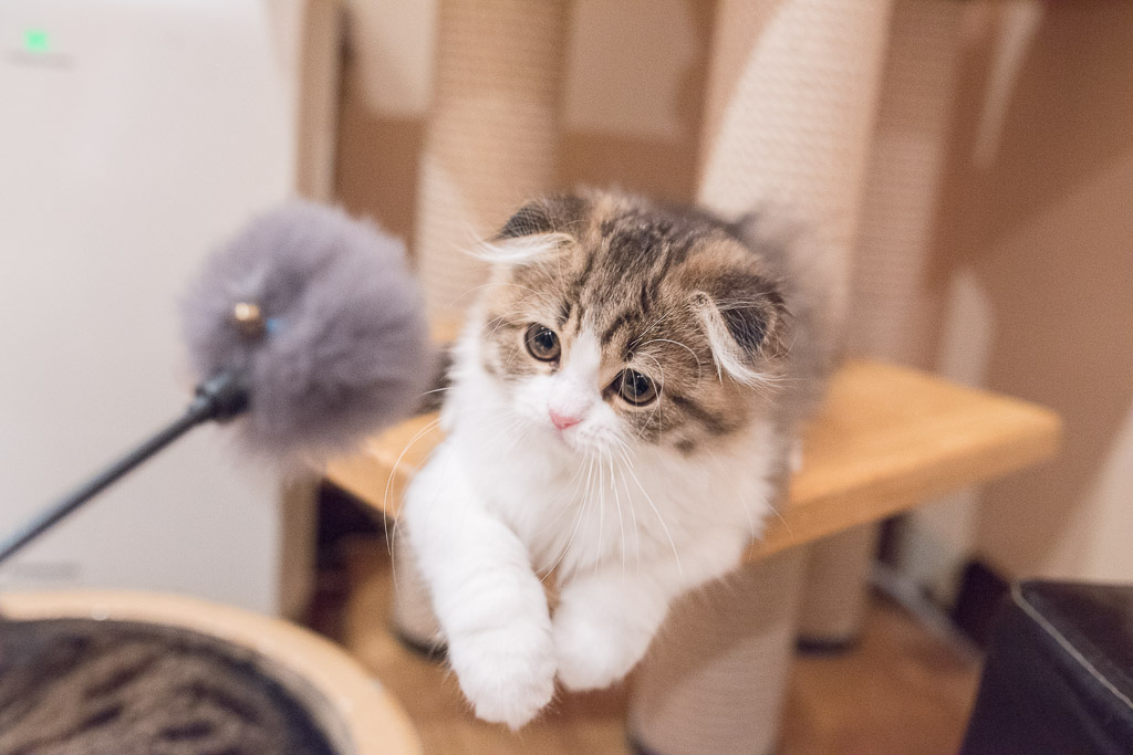 猫カフェ・ジャララで猫と遊ぶところ