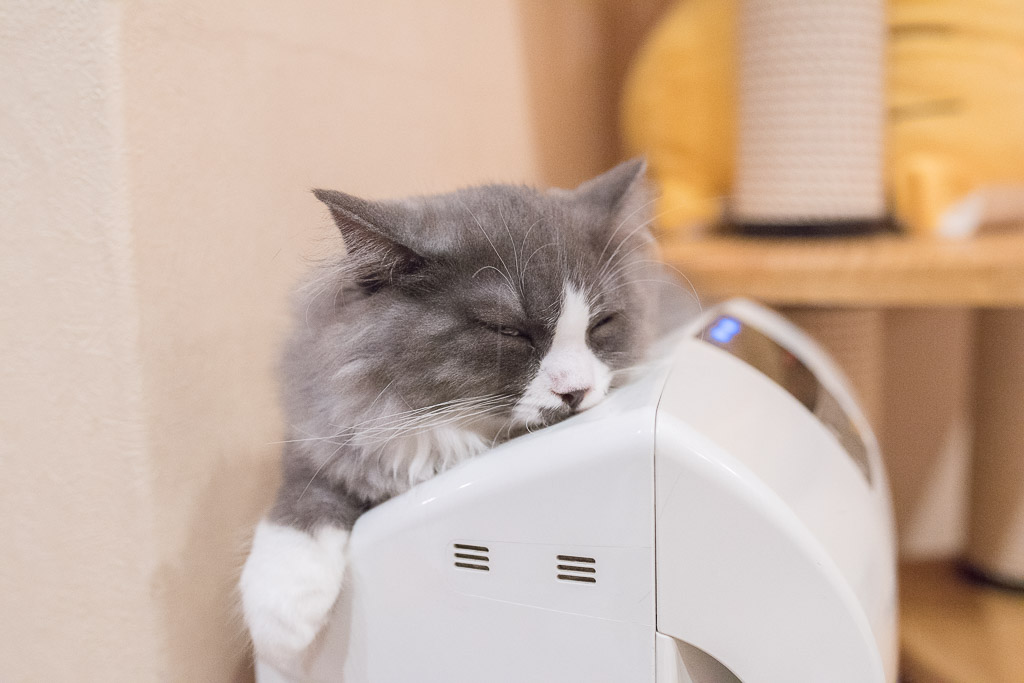 猫カフェ・ジャララの空気清浄機の上で寝てる猫
