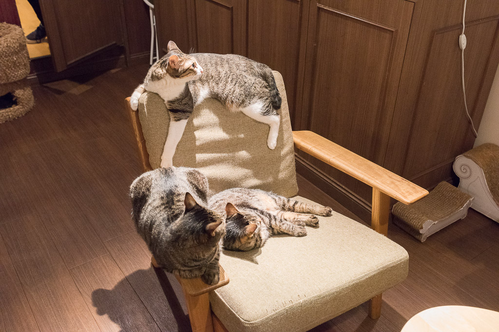 猫カフェ・きゃらふの猫に占領された椅子