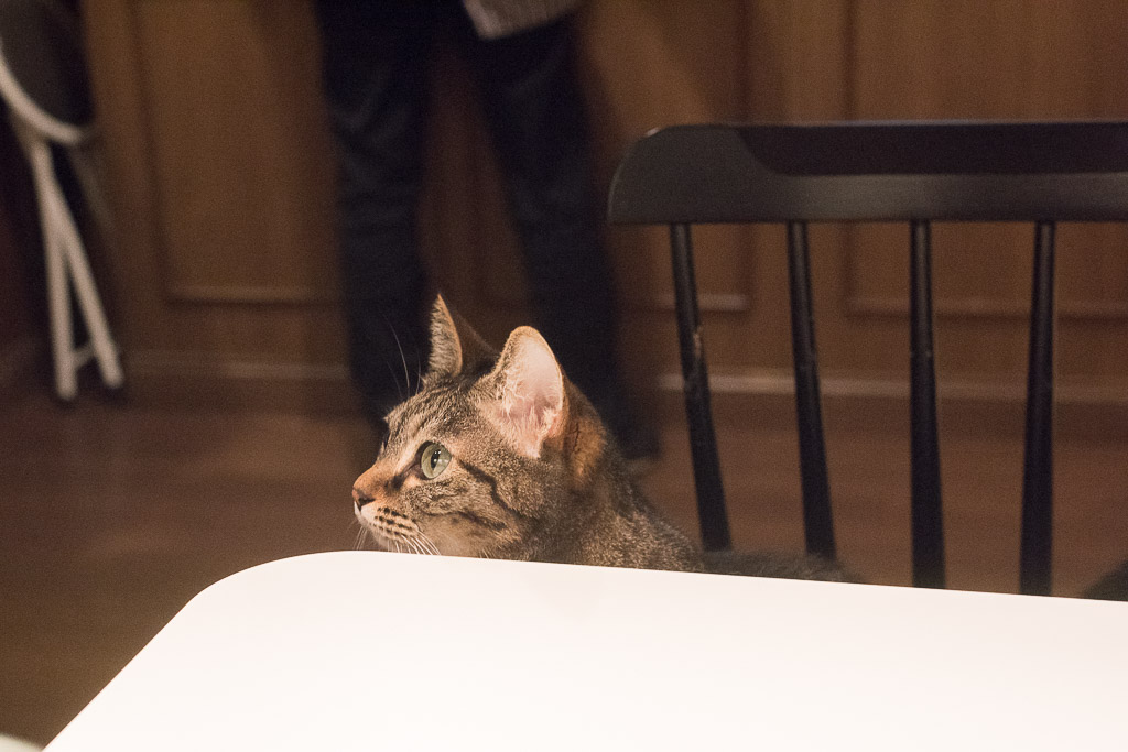 猫カフェ・きゃらふのアメショっぽい猫