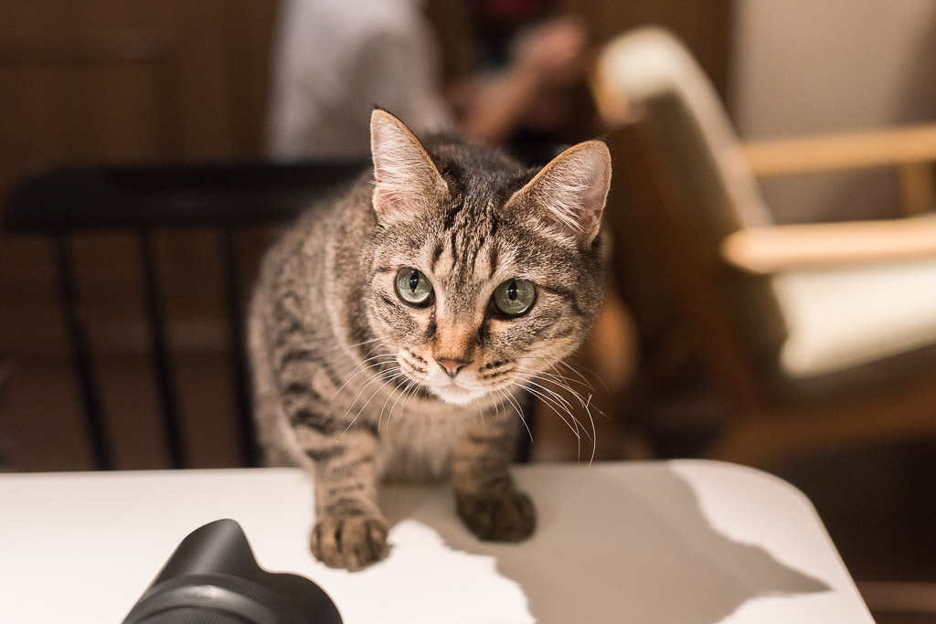 猫カフェ・きゃらふでテーブル越しにアピールしてくる猫