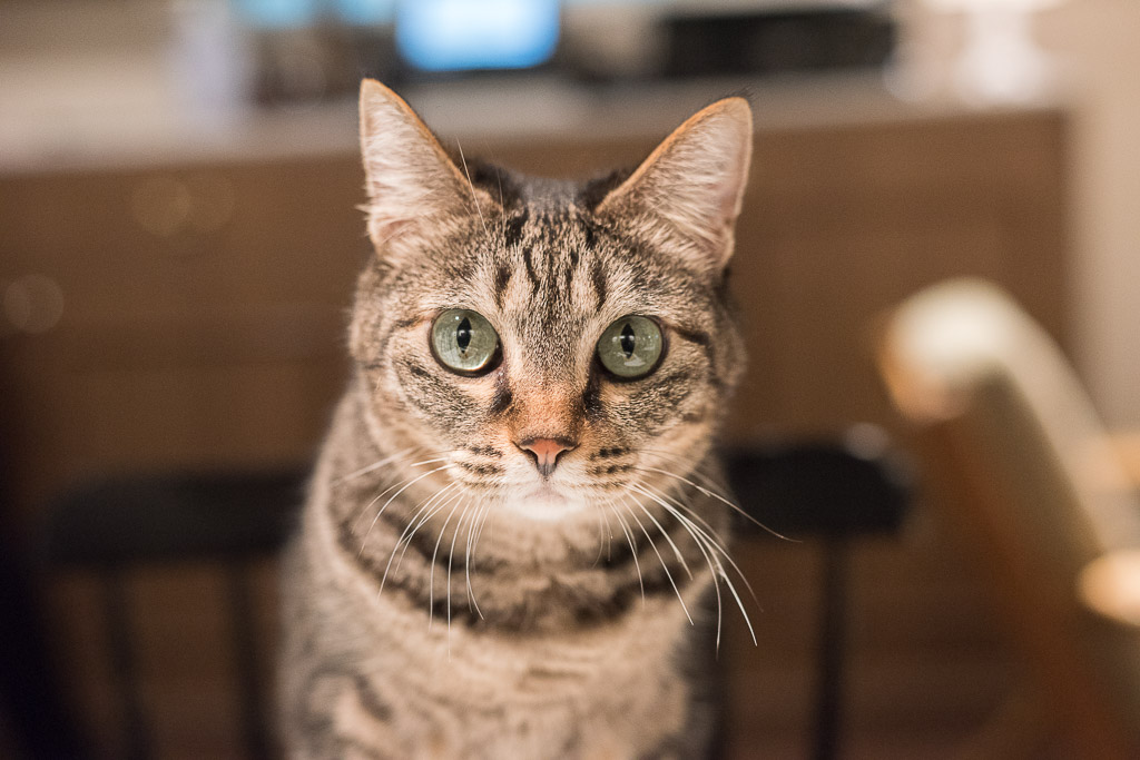 猫カフェ・きゃらふの猫