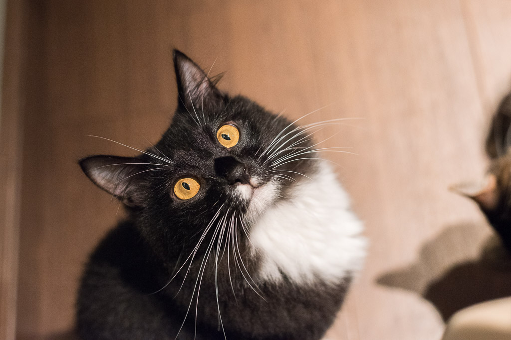 猫カフェ・きゃらふでおやつを狙ってる猫