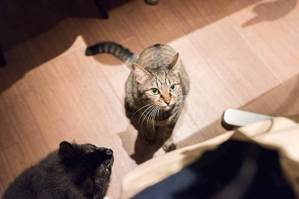 猫カフェ・きゃらふで見上げてくる猫