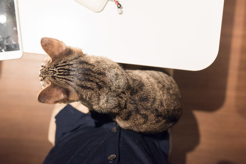 猫カフェ・きゃらふで膝の上に乗ってきてくれた猫