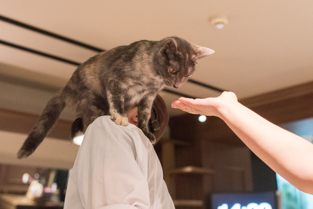 猫カフェ・きゃらふの店員さんと仲が良い猫