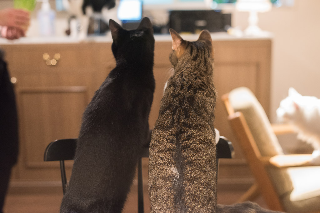 猫カフェ・きゃらふにいた猫の後ろ姿