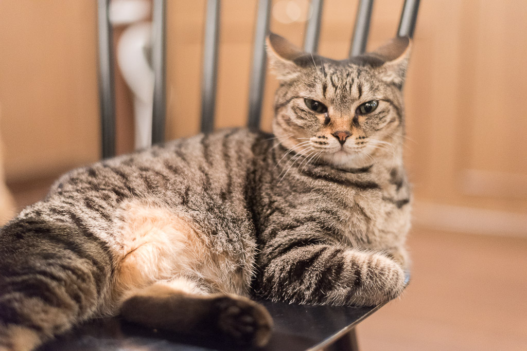 ちょっと眠たくなってきた感じの猫