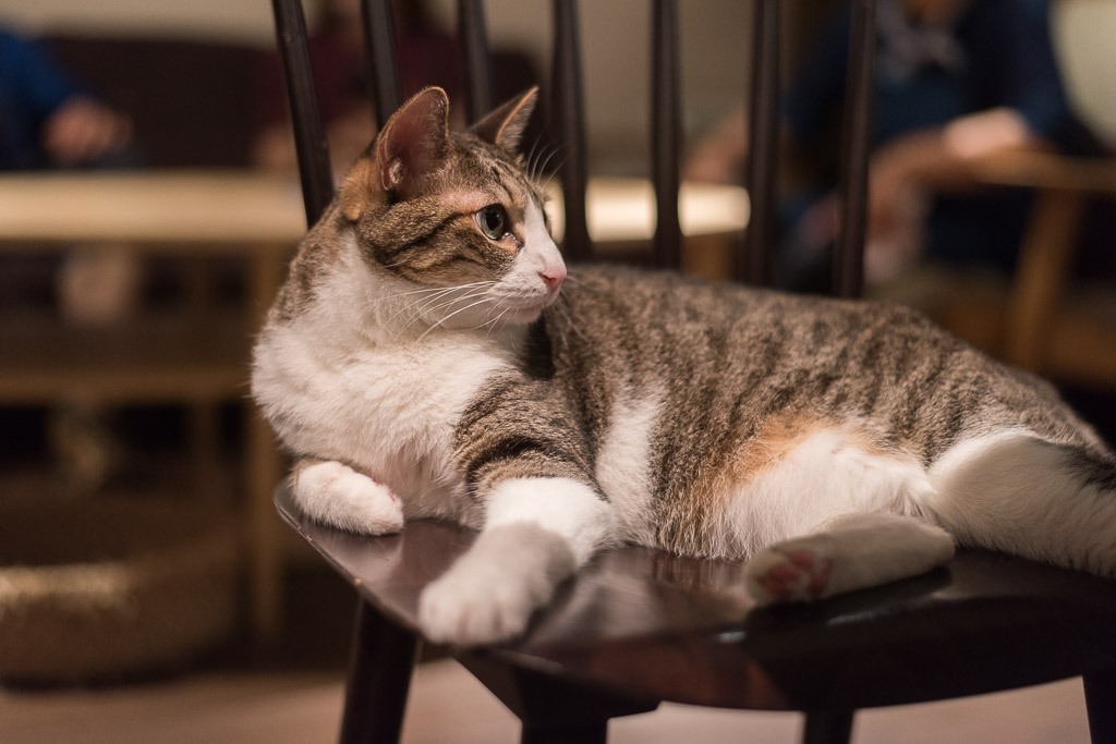 猫カフェ・きゃらふの椅子でくつろぐ猫