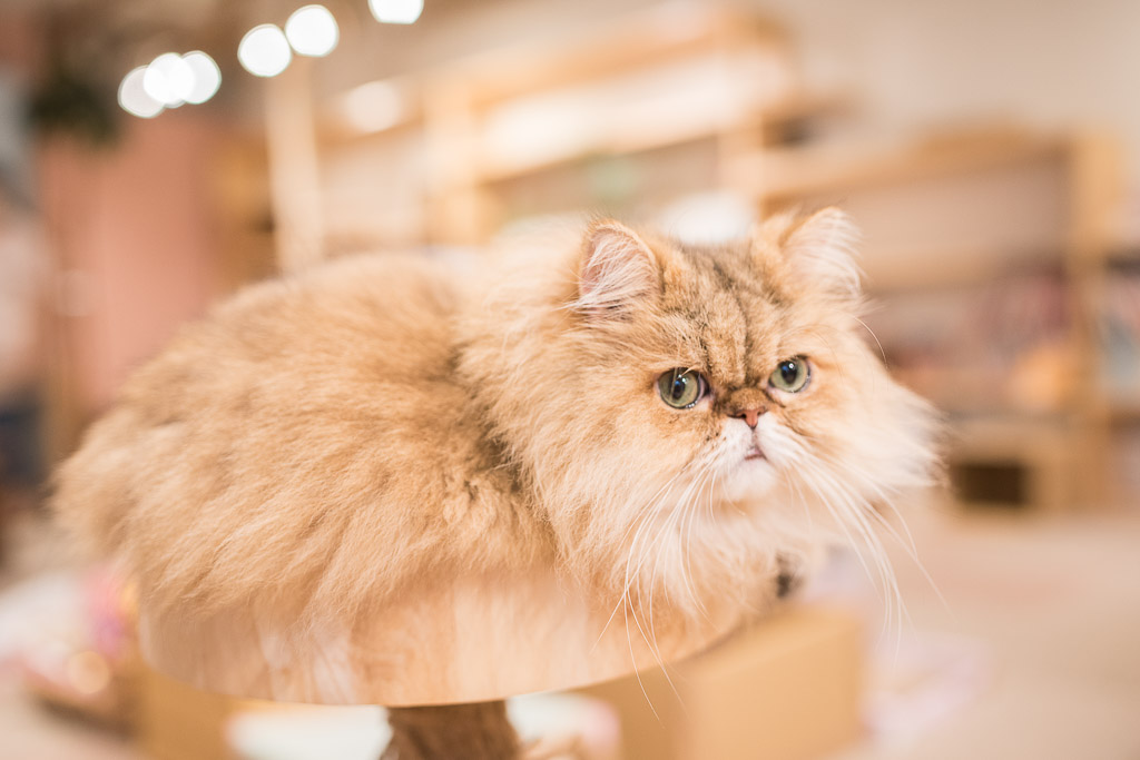 猫カフェ・キャテリアムの猫