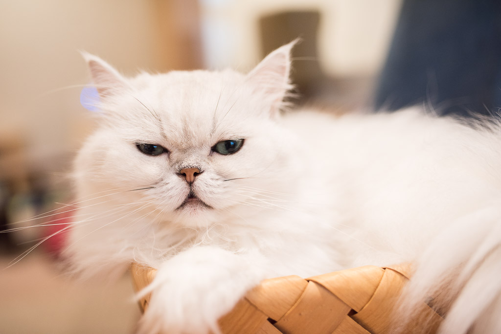 猫カフェ・キャテリアムにいる猫のしろ君