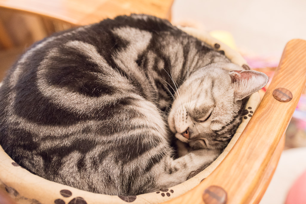 猫カフェ・キャテリアムの猫、ベン君