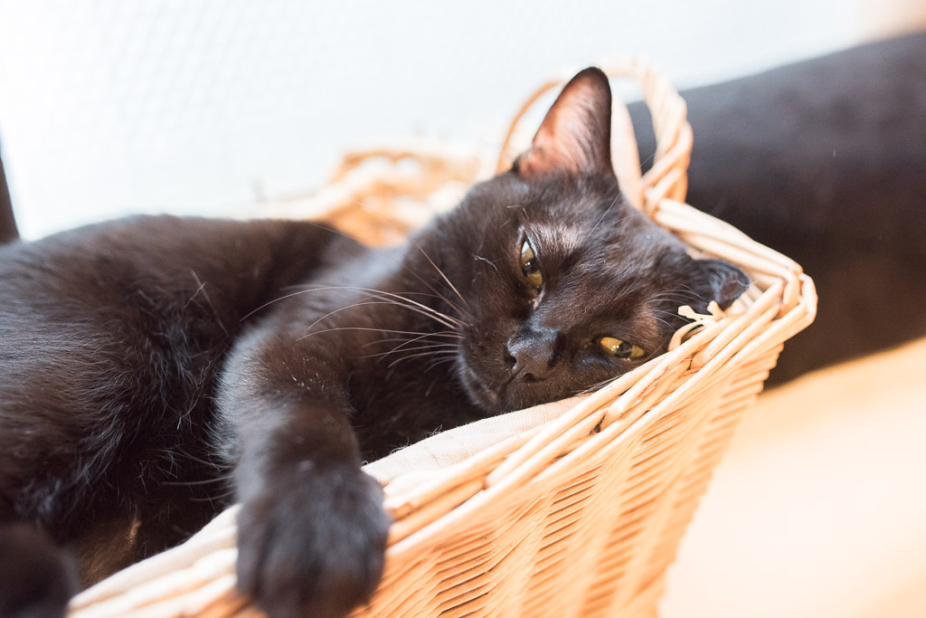 猫カフェ・キャテリアムにいる猫、グリ君