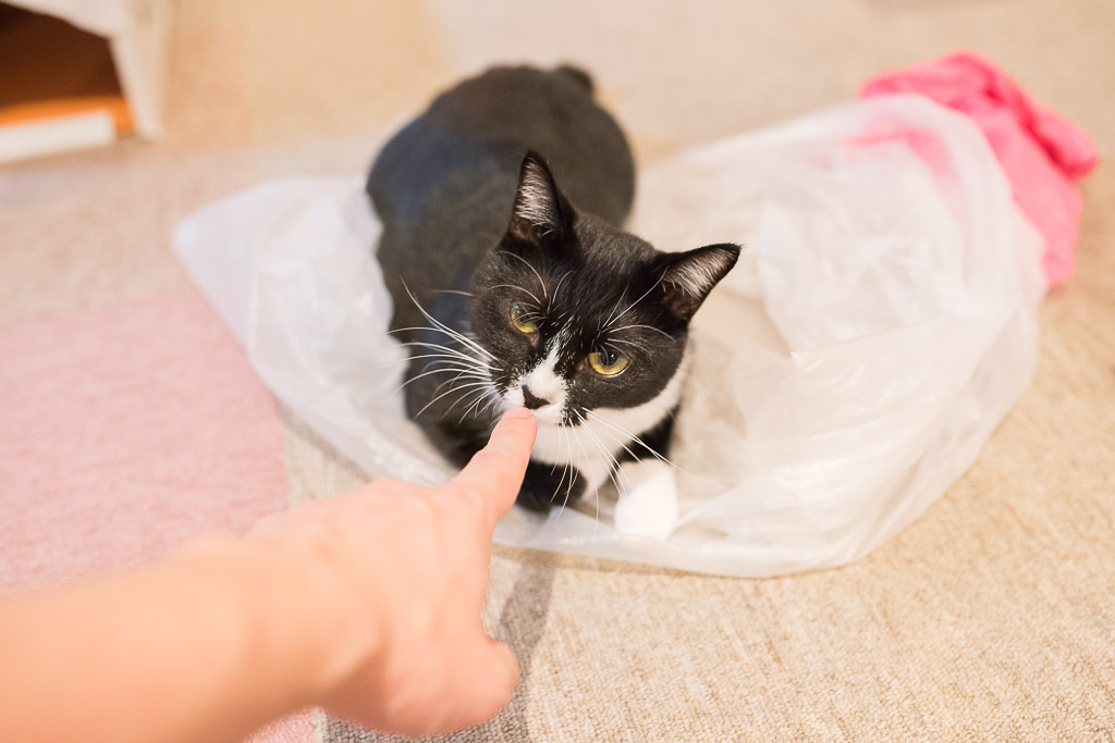 猫カフェ・キャテリアムにいた子ネコ