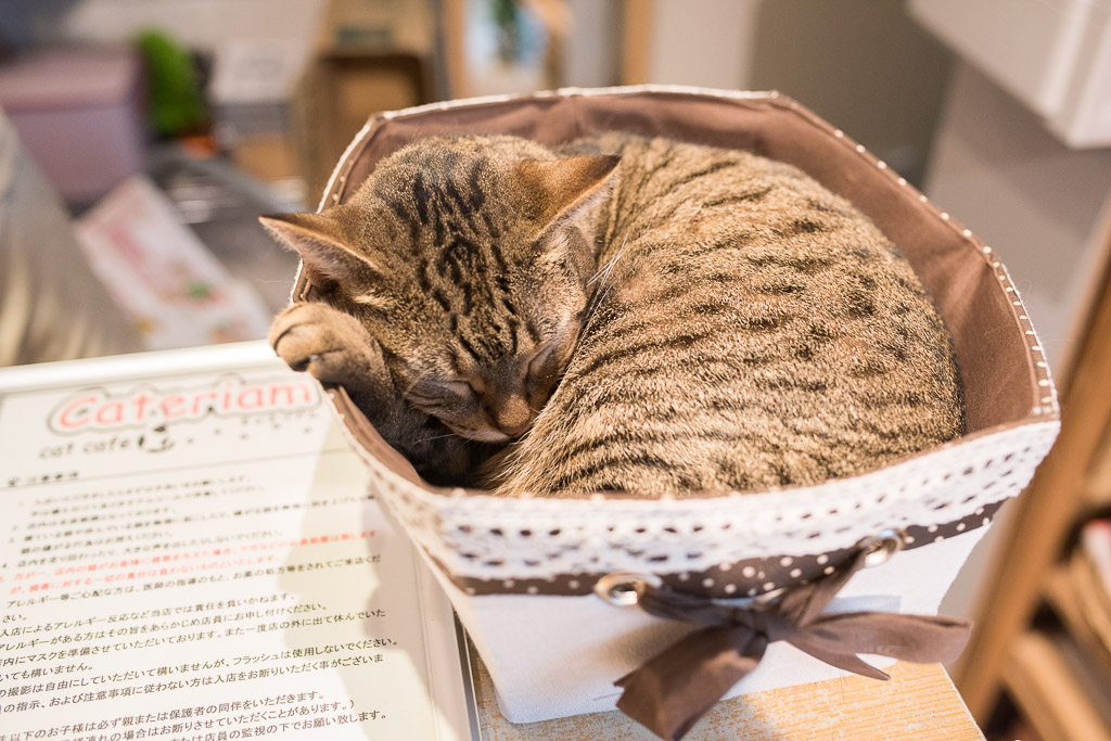 猫カフェ・キャテリアムのお会計場所で寝てる猫