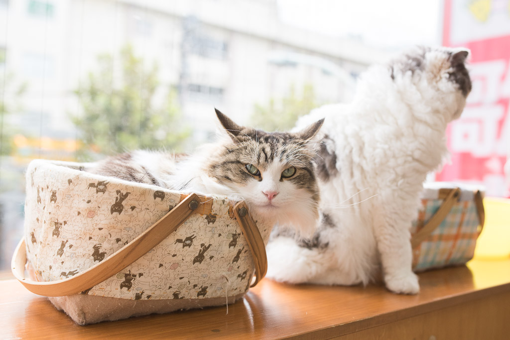 猫カフェ・にゃんことのきれいな猫たち