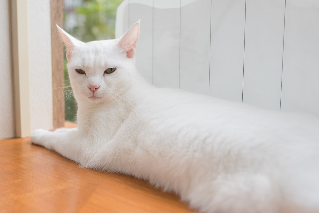 猫カフェ・にゃんことにいるマンチカン