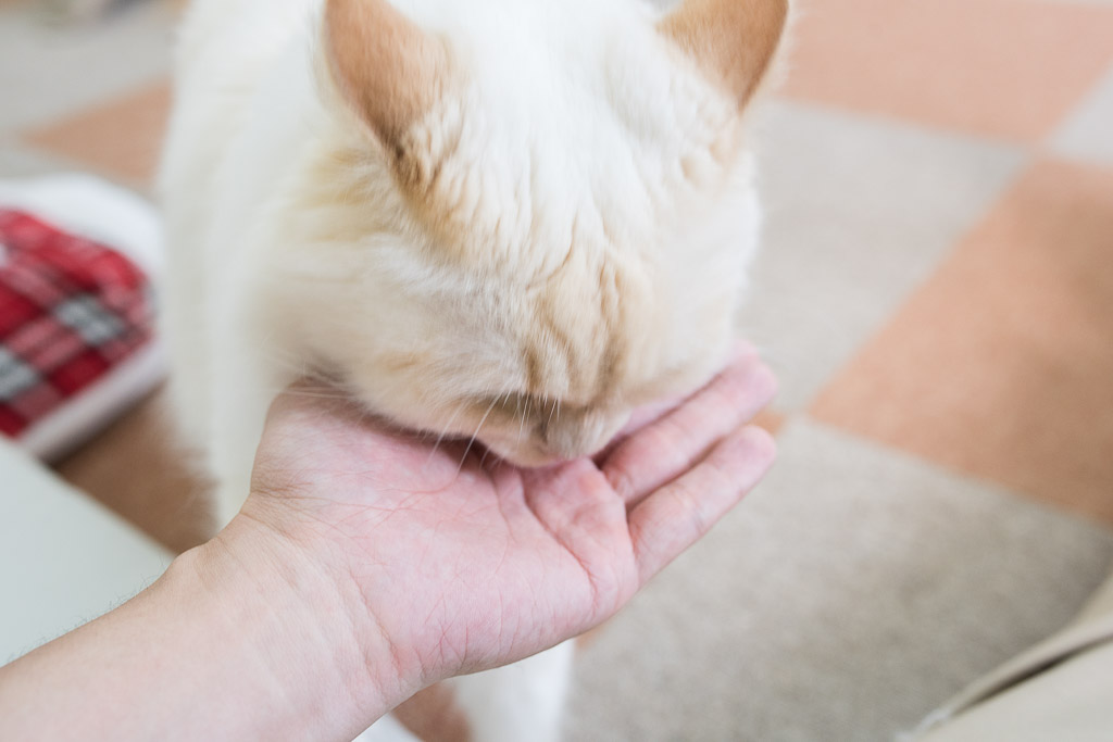 猫のおやつを手で食べさせてる