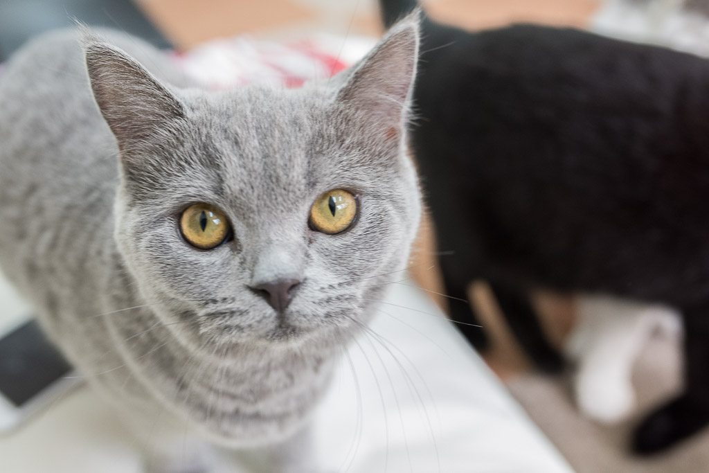 猫カフェ・にゃんことにいるブリティッシュショートヘア