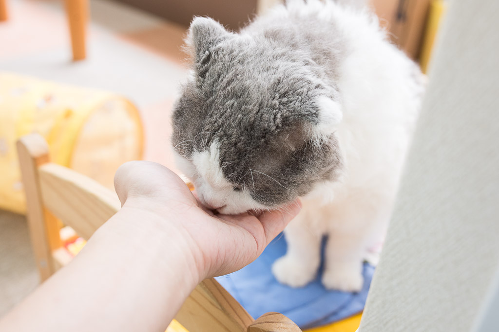 ひたすらおやつを食べる猫