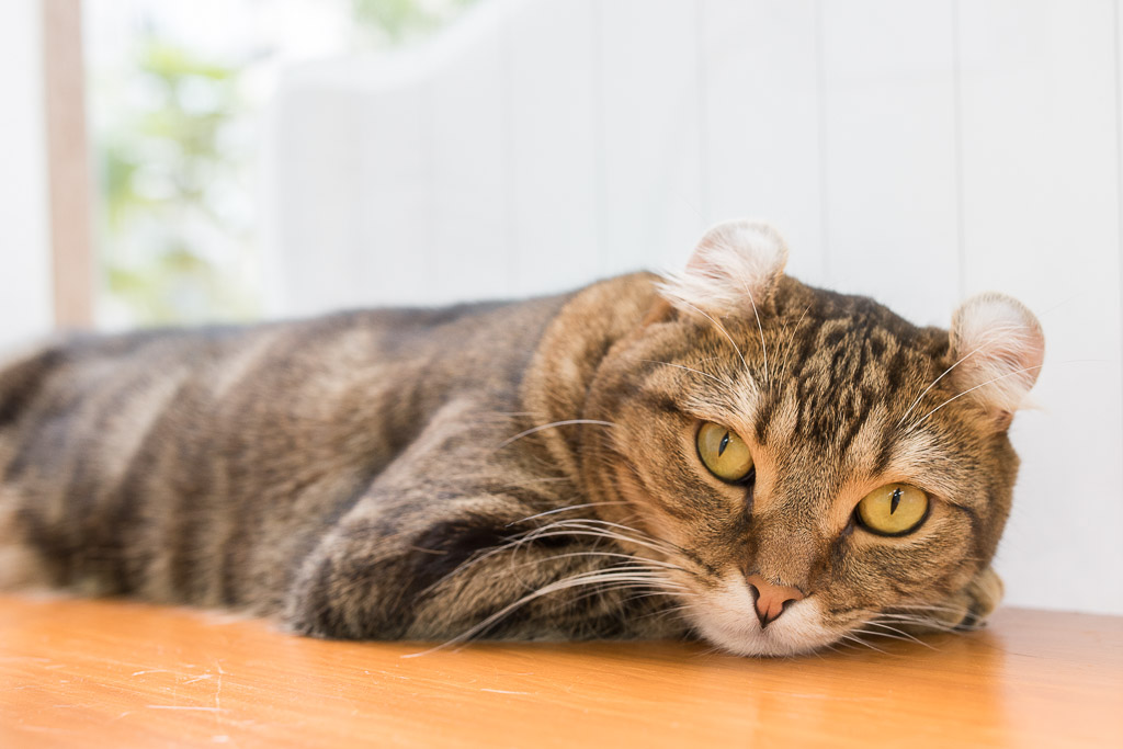 猫カフェ・にゃんことにいるアメリカンカール