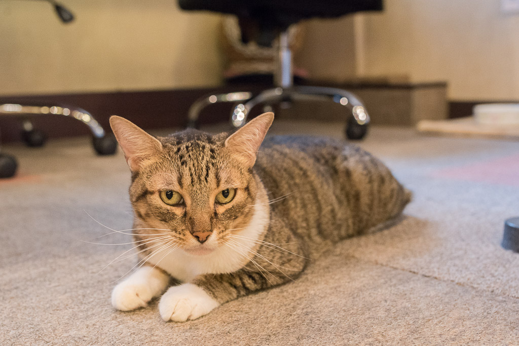 猫カフェ・猫の居る休憩所299のカメラ目線の猫