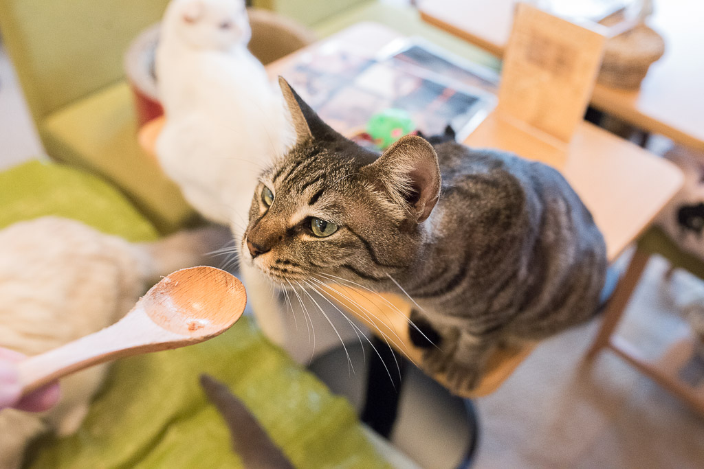 おやつを食べる猫