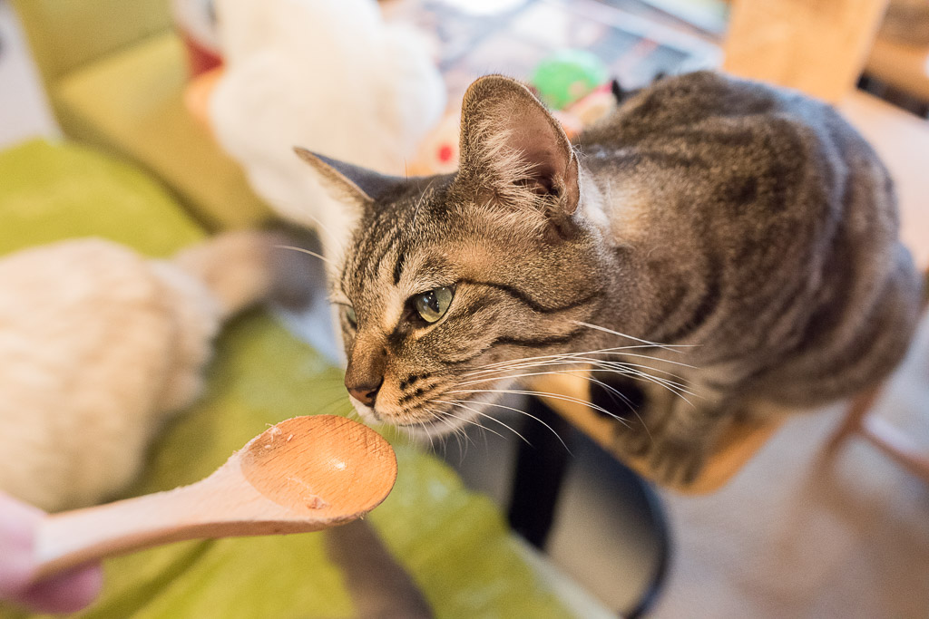 おやつの匂いを嗅ぐ猫