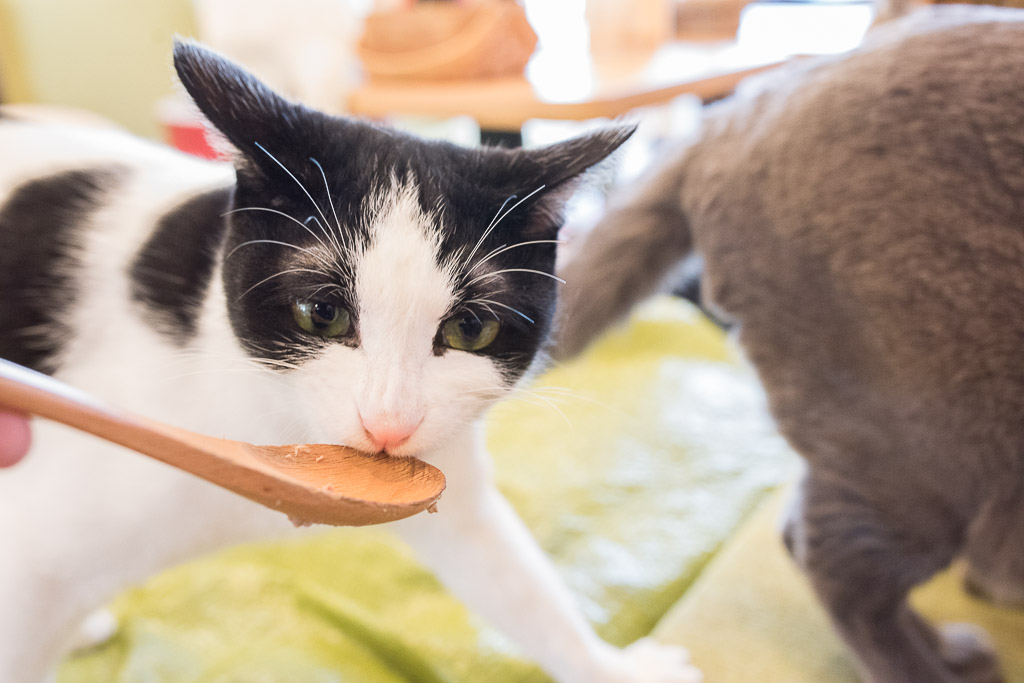 かわいい表情でおやつを食べる猫