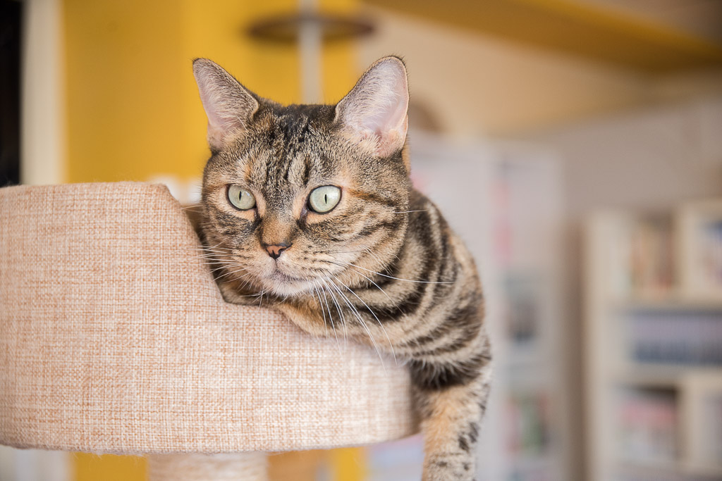 猫まるカフェにいるしましま模様の猫