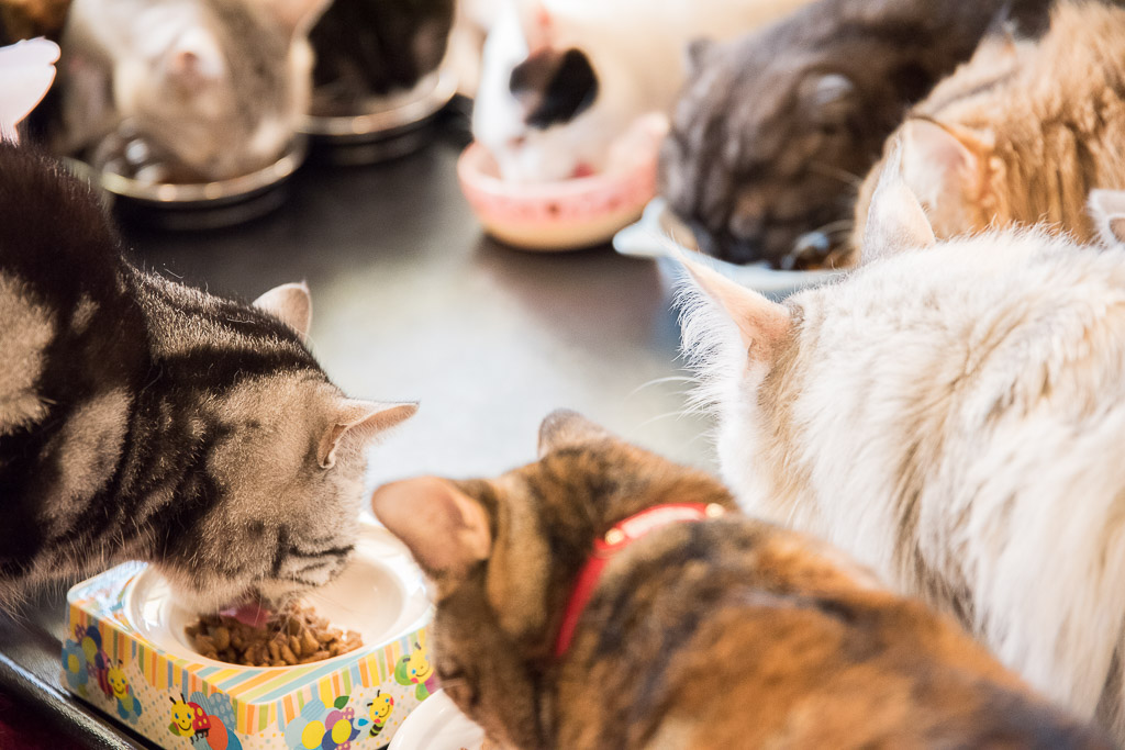 猫まるカフェでごはんを食べる猫たち