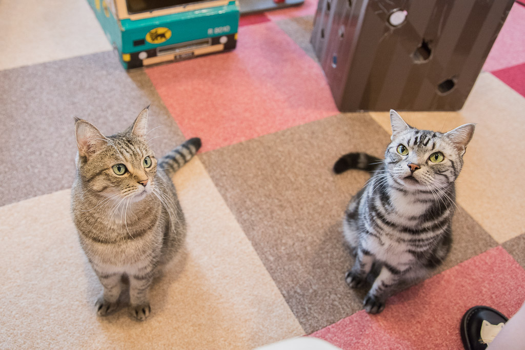 猫まるカフェのおやつを待つ猫たち