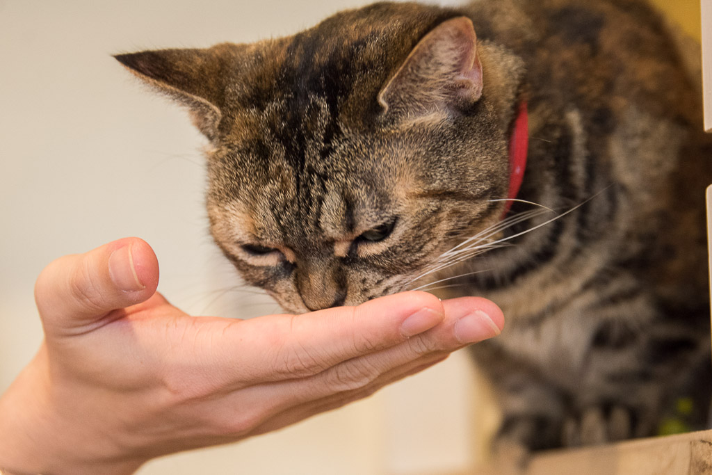 手のひらからおやつを食べる猫