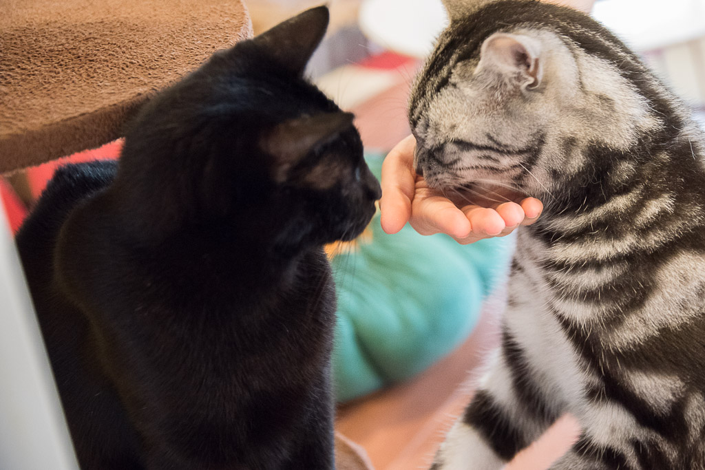 おやつを食べる猫とそれを見てる猫